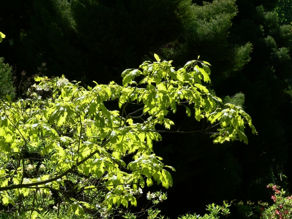 Bois des Moutiers (337) Mai 2012